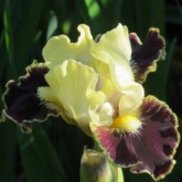 <b>Coconino</b>, SDB. Coconino, SDB.