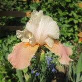 <b>Betty Dunn</b>, TB. Betty Dunn, TB.