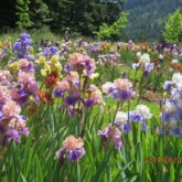 <b>Field of Tall Bearded Irises</b> Field of Tall Bearded Irises