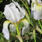 <b>Iris florentine</b>, SP. Iris florentine, SP.