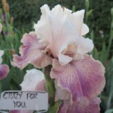 <b>Crazy For You</b>, TB. Crazy For You, TB.
