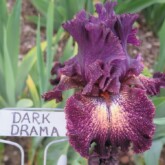 <b>Dark Drama</b> Dark Drama