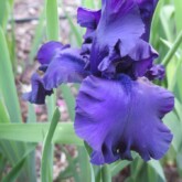 <b>Dusky Challenger</b>, TB. Dusky Challenger, TB.