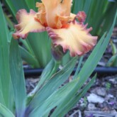 <b>Heart's Afire</b>, TB. Heart's Afire, TB.