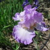 <b>Morning World</b>, TB. Morning World, TB.