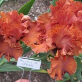 <b>Rustle of Spring</b>  Rustle of Spring