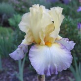 <b>Sunny Morning</b>  Sunny Morning